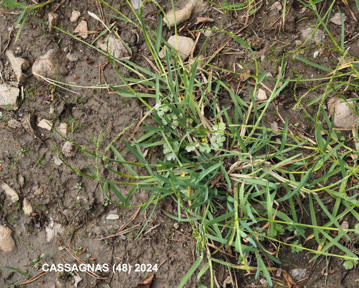 Meadow-grass, Flattened plant